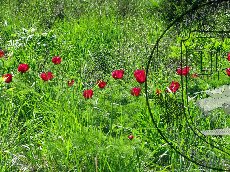 Пион тонколистный 001